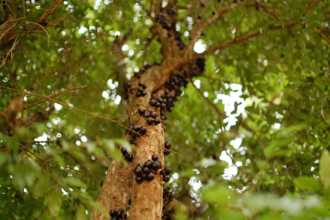 Chacara Das Lendas E Cancoes Passa Quatro Exterior photo