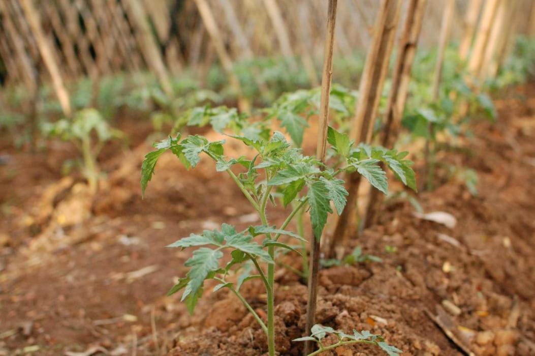 Chacara Das Lendas E Cancoes Passa Quatro Exterior photo